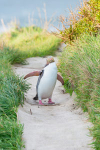 Yellow-eyed Penguin (Megadyptes antipodes) on the move, Otago, South Island, New Zealand, Yellow-eyed Penguin (Megadyptes antipodes) on the move, Otago, South Island, New Zealand,